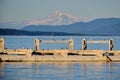 Seabirds in BC; Sailboat, San Juan`s & Mt Baker, Washington Royalty Free Stock Photo