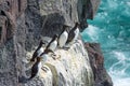 Seabirds on a cliff in Iceland