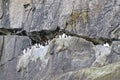 Seabirds on cliff ledge Royalty Free Stock Photo