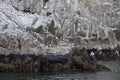 Seabirds on coastal cliffs Royalty Free Stock Photo