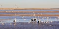 Lagoon landscape with pelicans and Silver gulls