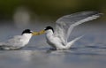 Seabirds dharing food or feeding