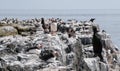 Seabirds on Farne Islands Cliffs Royalty Free Stock Photo
