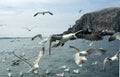 Seabirds in Flight