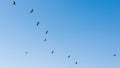 Flying seabirds in blue sky of Oman, seagulls in flight