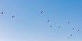 Flying seabirds in blue sky of Oman, seagulls in flight