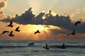 Seabirds flying at sunset