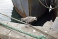 Seabirds at the harbour of Balbriggan Royalty Free Stock Photo