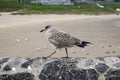 Seabirds at the harbour of Balbriggan Royalty Free Stock Photo