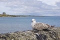 Seabirds at the harbour of Balbriggan Royalty Free Stock Photo