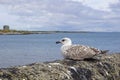 Seabirds at the harbour of Balbriggan Royalty Free Stock Photo