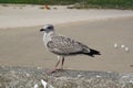 Seabirds at the harbour of Balbriggan Royalty Free Stock Photo