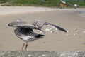 Seabirds at the harbour of Balbriggan Royalty Free Stock Photo