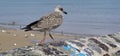 Seabirds at the harbour of Balbriggan Royalty Free Stock Photo