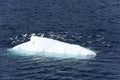 Seabirds flying away from small Iceberg with turquoise reflections in dark blue sea