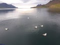 Seabirds at the Icelandic coast