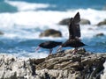 Seabirds in Kaikoura Royalty Free Stock Photo