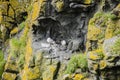 Seabirds nesting Royalty Free Stock Photo