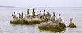 Seabirds and pelicans on rocks