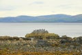 Seabirds perched on seashore rock Royalty Free Stock Photo