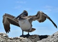 Pelican dries her feathers along the side of Florida`s Boca Inlet Royalty Free Stock Photo