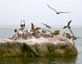 Seabirds on rock