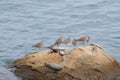 Seabirds on a rock in Japan Royalty Free Stock Photo