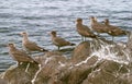 Seabirds on rocks Royalty Free Stock Photo
