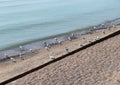 Seabirds on the sandy beach in Toronto, Ontario, Lake Ontario
