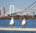 Seabirds standing at the park with Rainbow bridge background in Toyko, Japan