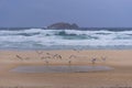 Seabirds taking flight from a beach during an afternoon storm