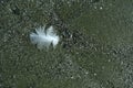 Seabirds white feather on the beach lying on the wet sand Royalty Free Stock Photo