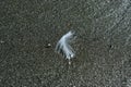 Seabirds white feather on the beach lying on the wet sand Royalty Free Stock Photo