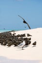 Seabirds on white sand