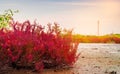 Seablite Sueda maritima growth in acid soil. Acid soil indicator plants. Red Seablite grow near dead tree on blurred background