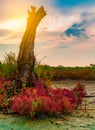 Seablite Sueda maritima growth in acid soil. Acid soil indicator plants. Red Seablite grow near dead tree on blurred background