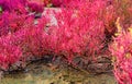 Seablite Sueda maritima growth in acid soil. Acid soil indicator plants. Pink Seablite. Acid loving plants. Valentine`s day