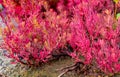 Seablite Sueda maritima growth in acid soil. Acid soil indicator plants. Pink Seablite. Acid loving plants. Valentine`s day