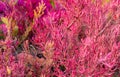 Seablite Sueda maritima growth in acid soil. Acid soil indicator plants. Pink Seablite. Acid loving plants. Valentine`s day