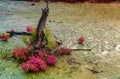 Seablite Sueda maritima growth in acid soil. Acid soil indicator plants. Pink Seablite. Acid loving plants. Valentine`s day