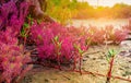 Seablite Sueda maritima growth in acid soil. Acid soil indicator plants. Red Seablite grow near dead tree on blurred background