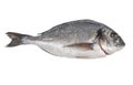 Seabream