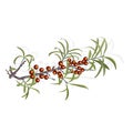 Seabuckthorn berries and foliage vector illustration