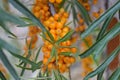 The seabuckthorn berries Royalty Free Stock Photo