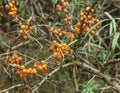 Seabuckthorn bush