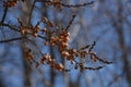 Seabuckthorn deciduois branch closeup with white berries and thorns in march, hippophae rhamnoides elaeagnaceae in early spring