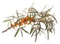 Seabuckthorn Royalty Free Stock Photo