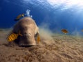 Seacow rests in a tranquil underwater setting on a sandy surface in Marsa Alam