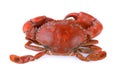 Seacrab Royalty Free Stock Photo