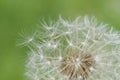 Seadhead or blowball of a Dandelion Royalty Free Stock Photo